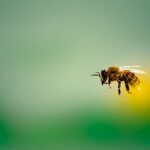picture of a flying bee